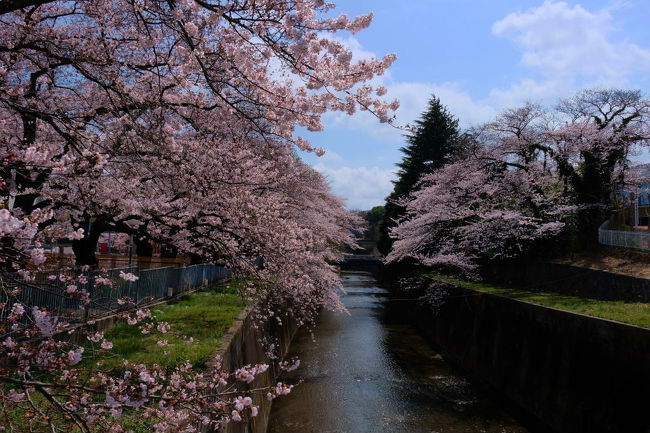 石神井川　