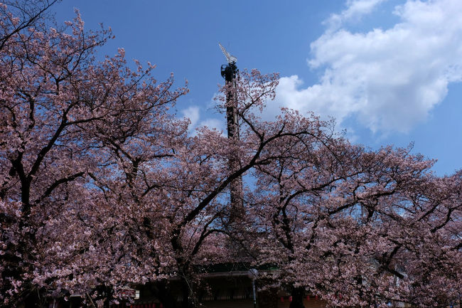 停止中の遊具と桜花