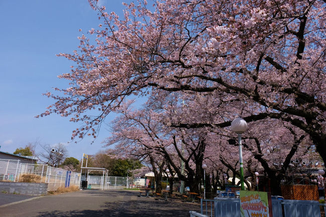 グランド付近　さくら