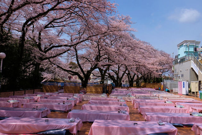 お花見の為の特別席<br />