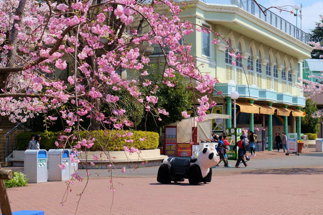 遊んでくれ。。　誰かいない。。<br /><br />　　　　　　桜の下の　パンダ君