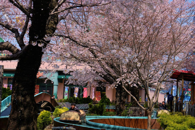 ゆったり　どんぶらこ　小さなボートの乗って揺られながら<br /><br />　桜の木の下　流れて行く。