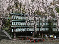 13：30　大石神社

御神木は白枝垂れの大石桜。


拝観料　無料
駐車場　無料
※鳥居前は月極。鳥居を潜って右奥が参拝者用。