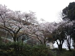 湯本富士屋ホテル前の桜。