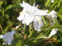 初夏の花、著莪が咲きだした中央公園