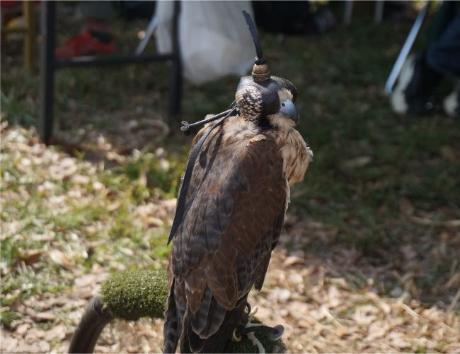 猛禽萌え 17フライトフェスタで鷹 フクロウ見まくりの一日 野田 関宿 千葉県 の旅行記 ブログ By まりも母さん フォートラベル