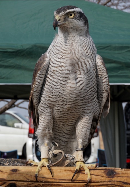 猛禽萌え 17フライトフェスタで鷹 フクロウ見まくりの一日 野田 関宿 千葉県 の旅行記 ブログ By まりも母さん フォートラベル