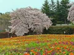 野に咲くワイルドな花とサクラ。

めったに見られない花色の組み合わせだ。

