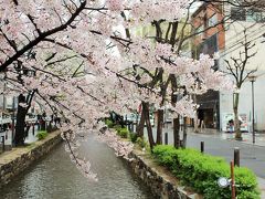 小腹を満たして♪
目的の桜を愛でようか♪♪
まずは、高瀬川沿いに咲く桜。