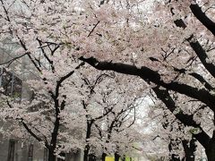 四条大橋を渡ったら、京都の桜の名所の祇園白川付近に。。。