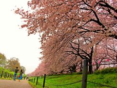 実はこの日、桜歩きを楽しんだのは館林のトレジャーガーデンだけではない。

午前中には埼玉県幸手市の権現堂桜堤へと足を延ばしていた。

春霞の中に浮かび上がる千本桜のトンネルはふんわりとしたピンク色の雲。
菜の花畑から眺める桜並木は幽玄の世界の様で幻想的。

そんな幸手権現堂桜堤の旅行記は↓で紹介♪
http://4travel.jp/travelogue/11231808