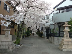 帰る途中に、桜の季節なので弓弦羽神社に寄りました。
ここは山手幹線から神社への数十メートルの道の桜が美しい。