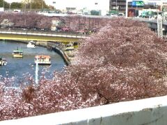 首都高から隅田公園（4月4日）

大渋滞の首都高から隅田公園の桜。
２日前に東京は満開宣言が出されたが、まだ８分咲くらいか。