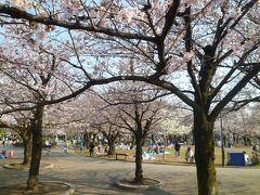 東京足立区の上千葉砂原公園(４月４日）

さくらはやはり６分咲くらい。
東京靖国の標準木は開花・満開が早い。