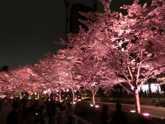 次にやってきたのは東京ミッドタウン
こちらはこの桜並木のライトアップが有名です