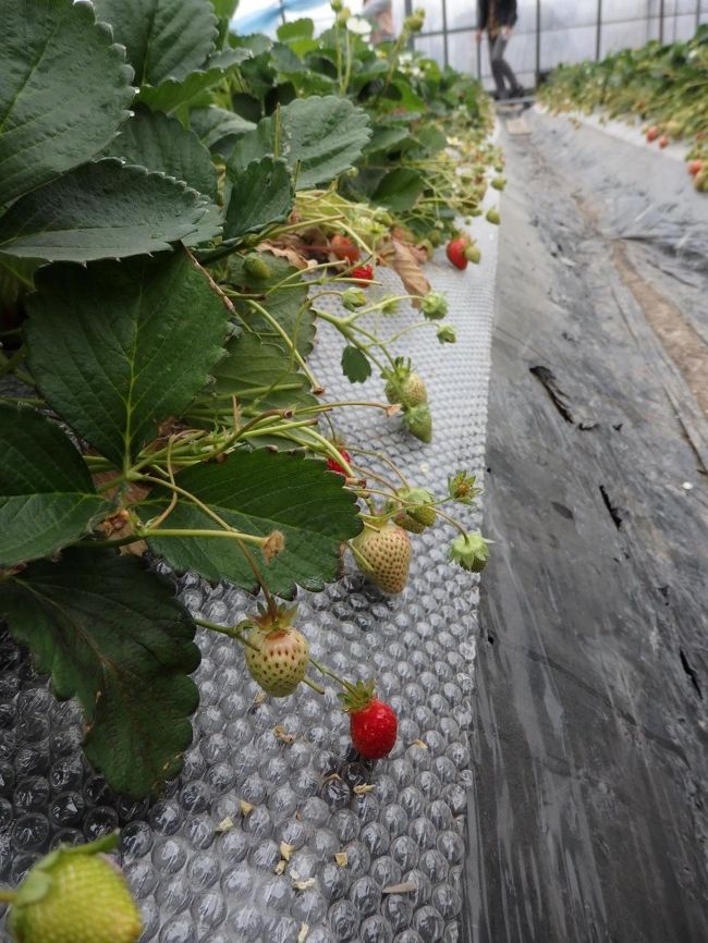 2日目　3月29日<br /><br />あまおうのいちご狩りへ。<br /><br />