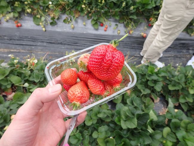 でかい！！<br /><br />甘い！おいしい～<br />53個ほど食べました。<br /><br />ちなみにあまおうのいろはす。おいしいです。