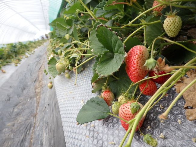 あまおう！あまおう！