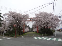 ４月８日。
ガイドの会の集まりで八坂神社前の観光用駐車場に車を停めたら、向かいの八坂神社はほぼ満開になってました。