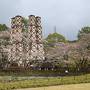 富士山と桜の花を愛でるはずだった旅（３日目の三島・沼津編）