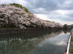 川沿いの綺麗な桜。