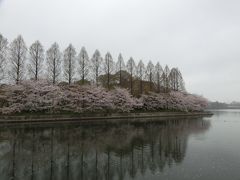 体調と相談しながら１カ所だけ花見に行こうという事になり、大阪城公園へ

満開の花が雨で散っていく(@_@)