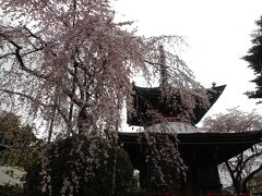 東南院の桜