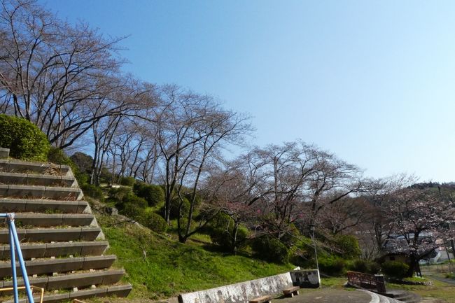 1週前は天気はよかったんですよね、寒かったですけど。。でも、桜は咲いていませんでした。