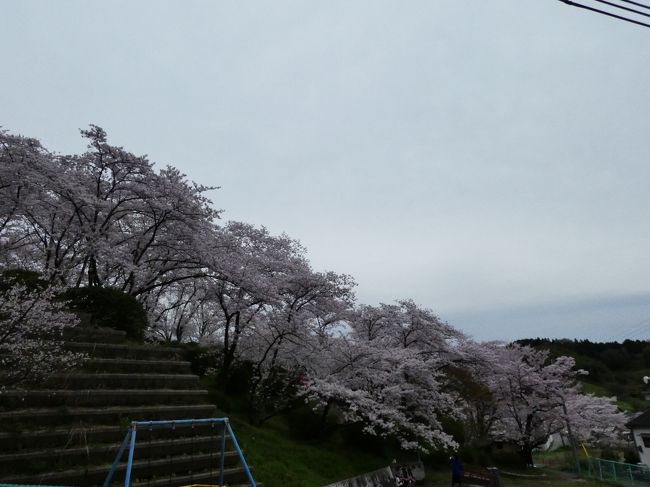 満開ではありますが、散り始めていました。