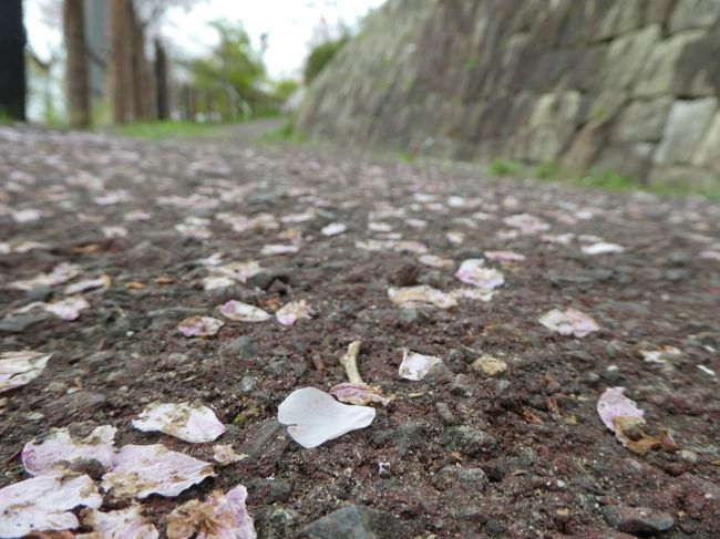 この日の夜、強風となったので、かなり散っているのではと思われます。