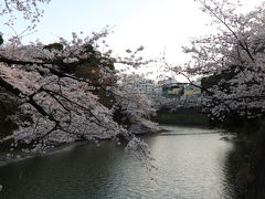 で、なんとか九段下に到着♪ ん？人々がわんさかこの駅で降りて行く…嫌な予感。迷子にならない様に人々が流れて行く列になんとかついて行くと…？やったー地上に出られた＼(^-^)／
桜が超咲いている！ピャーッ！（≧∇≦）