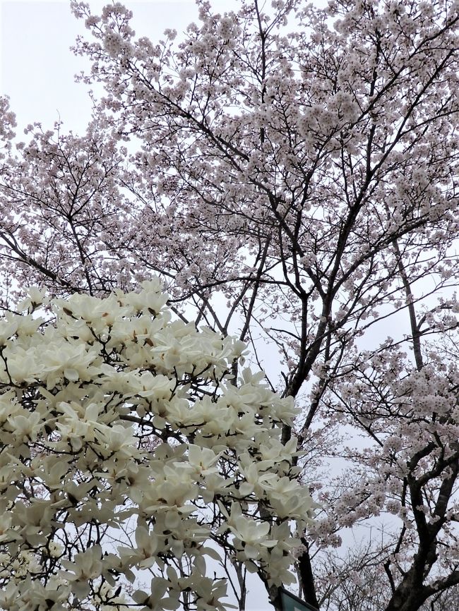 もののけ姫 のたたら場のモデルとなった 菅谷高殿 見学と 頓原ラムネ銀泉で た の し ま ね ドライブ 木次 雲南 島根県 の旅行記 ブログ By ちゃみおさん フォートラベル もののけ姫 のたたら場のモデルとなった 菅谷高殿 見学と 頓原ラムネ銀泉で た の し ま ね ドライブ 木次 雲南 島根県 の旅行記 ブログ By ちゃみおさん フォートラベル