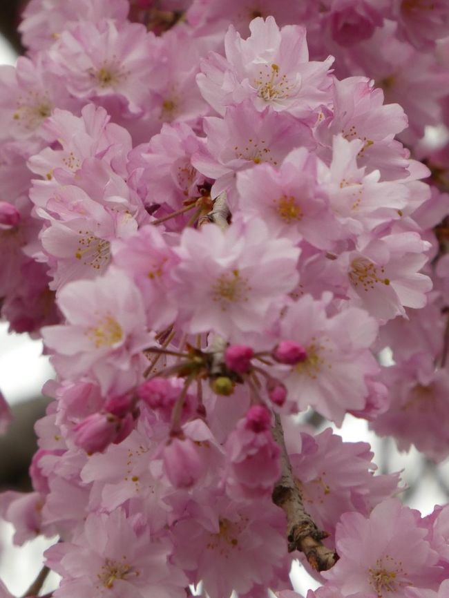これは家の近所のしだれ桜です。確か昨年は花を咲かせていなかったんで、今年はどうかなと思っていたら、咲いていました^^