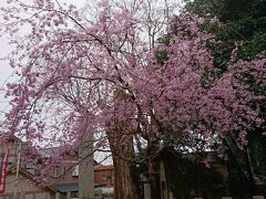 枝垂桜

見事な満開
もう５年もしたら
良い枝ぶりに成りそうですね