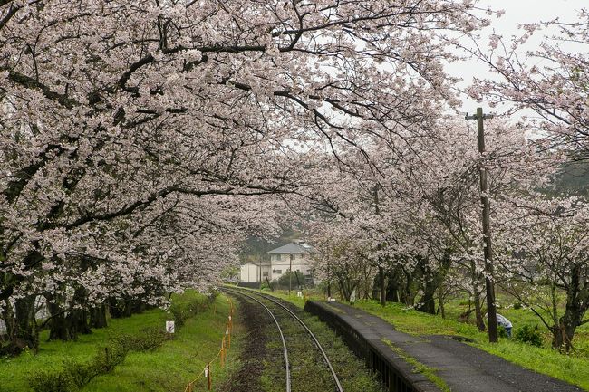 浦ノ崎駅のベンチで花見する 伊万里 佐賀県 の旅行記 ブログ By くわさん フォートラベル