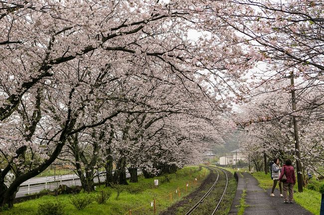 浦ノ崎駅のベンチで花見する 伊万里 佐賀県 の旅行記 ブログ By くわさん フォートラベル