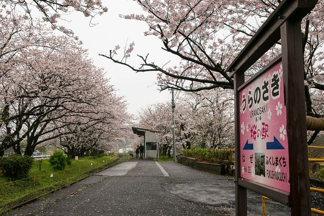 浦ノ崎駅のベンチで花見する 伊万里 佐賀県 の旅行記 ブログ By くわさん フォートラベル