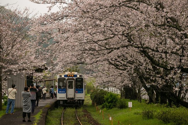 浦ノ崎駅のベンチで花見する 伊万里 佐賀県 の旅行記 ブログ By くわさん フォートラベル