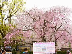 背割提の桜はほとんどがソメイヨシノですが、スタートとゴールには違った桜が植えられています。

スタートはシダレザクラです。