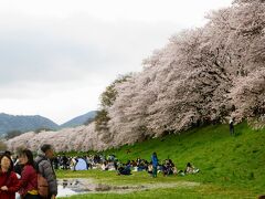 河川敷に降りてきました。

ゴール地点にある「大島桜」を撮らなければいけなかったのですがリタイア！

