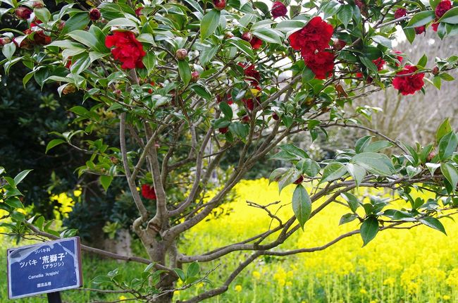 ツバキ“荒獅子”