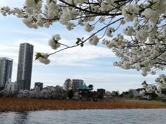 山家から不忍池へ。
白い桜が綺麗でした。
