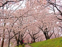 2017年4月2日に都内の桜が満開とのニュースがネットを駆け巡った。
私が今年、行きたいと画策していたのは埼玉県の北東部にある幸手市権現堂桜堤。

東京都と幸手市権現堂桜堤の桜の開花の時差は、約7日間。
だから次の週末が見頃だと考え、毎日、指折り数えてその日がやって来るのを楽しみにしていた。

ところが、その週の火曜日。
あろうことか仕事中に右手人差し指を派手に切るという怪我をやらかしてしまった。
更に、追い打ちをかけるように週末の天気は悪い方、悪い方へとシフトしていく。

そして、迎えた週末の土曜日。
天気予報は大当たりで、朝からしとしと降る冷たい雨。
そんな中を権現堂桜堤へと向かった。

雨は降ってはいるが、桜は予想通りの満開。
ふんわり桜色のトンネルが私たちを出迎えてくれた。
