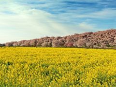 空の青と薄く広がる雲、モコモコの桜のグラデーション、目の前に広がる黄金色の菜の花畑。

権現堂桜堤に桜を見に来たのは今回で3回目だが、もしかするとこの日が一番の景色かもしれない。

