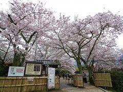 橿原神宮前駅から，まず向かったのは石舞台古墳
入口から満開！

一昨年の秋に訪れた時に，桜の木がいっぱい植わってたので「ここは，桜の季節に来たらいいだろう」と思って，やってきました

※秋の石舞台古墳の旅行記→http://4travel.jp/travelogue/11069719