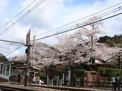 北鎌倉駅　９：４５頃

この日は、天気が回復しそうな予報なので、
桜と花海棠の両方を楽しもうと張り切って早目の出発です。
（さほど早くはありませんが）

北鎌倉駅横の桜は、まだ見頃です。