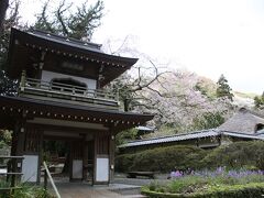 浄智寺の山門と桜

源氏山公園に向かうため、浄智寺の横を通り、
山を登ります。