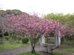 源氏山公園の花海棠

ここに花海棠があるとは知りませんでしたが、
結構、綺麗に咲いていました。