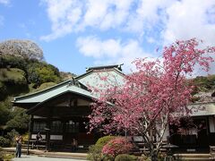 海蔵寺　本堂前の花海棠と裏山の山桜