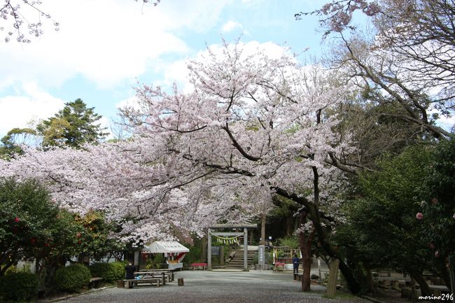 鎌倉の花散歩 桜と花海棠を一緒に楽しむ 鎌倉 神奈川県 の旅行記 ブログ By Morino296さん フォートラベル 鎌倉の花散歩 桜と花海棠を一緒に楽しむ 鎌倉 神奈川県 の旅行記 ブログ By Morino296さん フォートラベル
